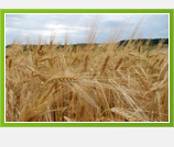 Nauzornija hrvatska seoska žena 2007.