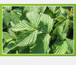 Kako postati proizvođač ljekovitoga bilja