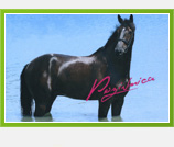 “Konjička industrija” Mate Čačića