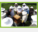 Hrvatski pčelari i med napokon ravnopravni na tržištu