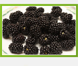 Najbolja kupina i kupinovo vino 2009.