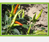 Začinski vrt usred Zagreba