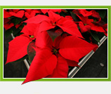 Božićne zvijezde “zasjale”